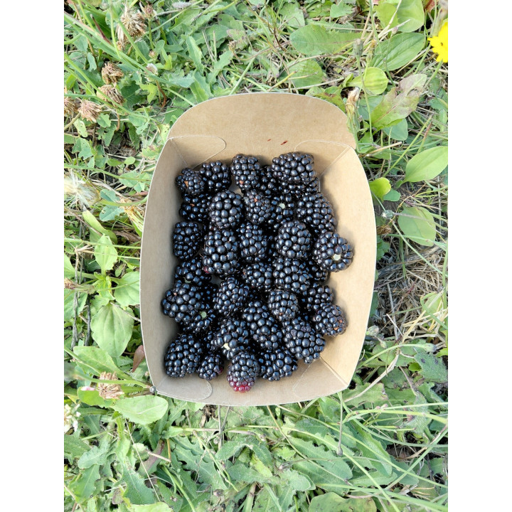 Mûres Bio (125gr)