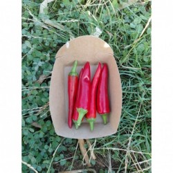 Piments Bio  (+-100gr)