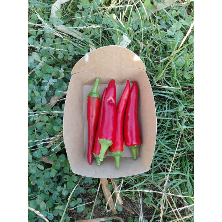 Piments Bio  (+-100gr)