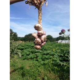 Tresse d'ail (1kg)