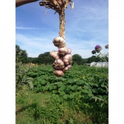 Tresse d'ail (1kg)