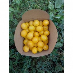Mirabelles Bio (500gr)