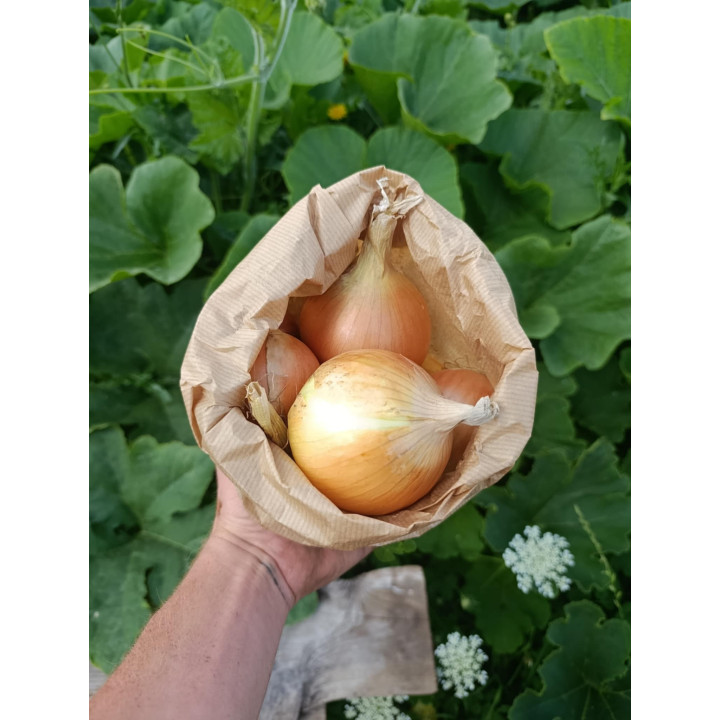 Oignons Jaunes Bio (1kg)