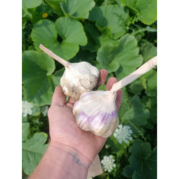 Ail Bio (+-100gr) pièce