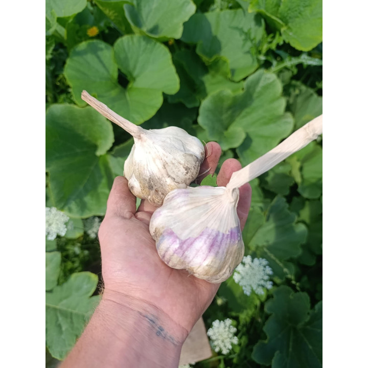 Ail Bio (+-100gr) pièce