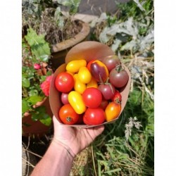 Tomates Cerise Mix Bio (500gr)