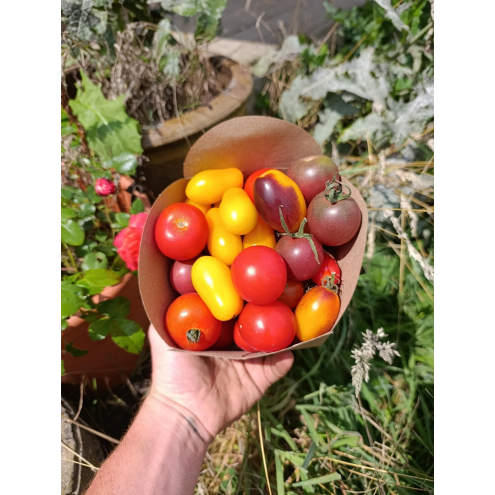 Tomates Cerise Mix Bio (500gr)