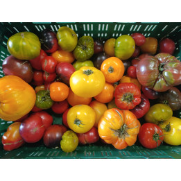 Tomates Anciennes Bio (1kg)