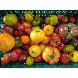 Tomates Anciennes Bio (1kg)