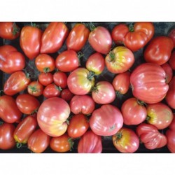 Tomates Rouge Bio (1kg)