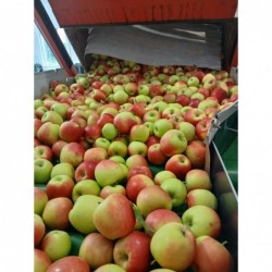 Pommes Delbare bio 1kg