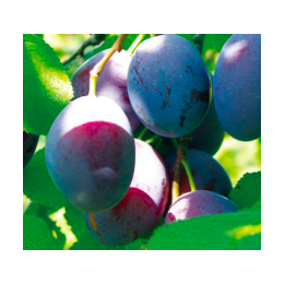 Prunes "Président" - 1kg - BIO - ES