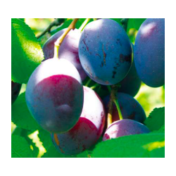 Prunes  "bleues" - 1kg -...