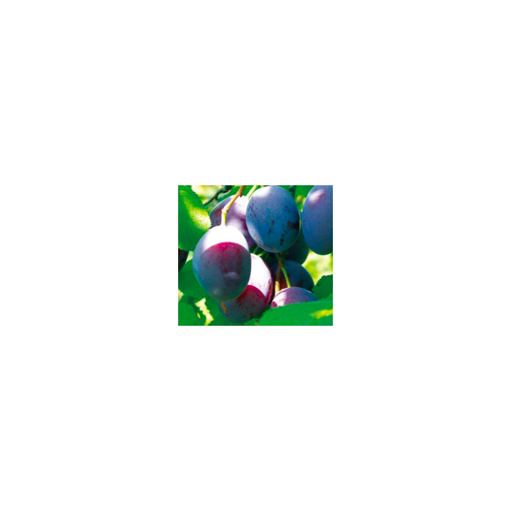 Prunes "Président" - 1kg - BIO - ES