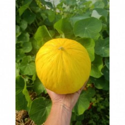 Melon Canari Bio (+-2,5kg) 