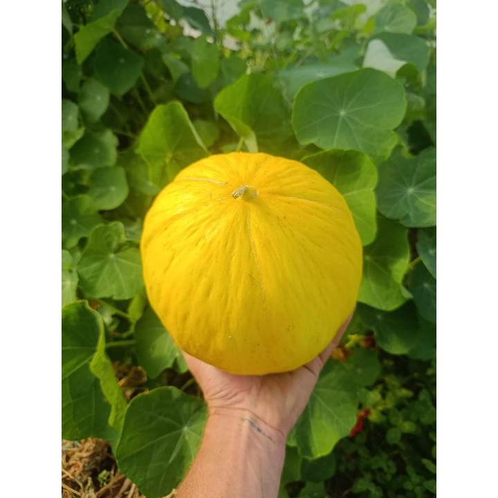 Melon Canari Bio (+-2,5kg) 