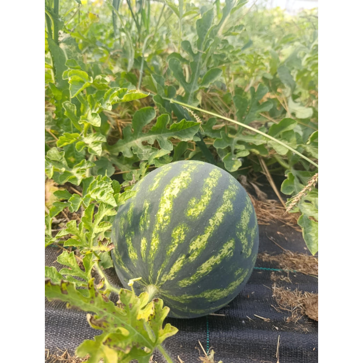 Pastèque Bio (+-2,5kg)