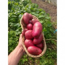 Pomme de Terre Bio...