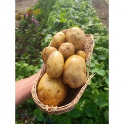 Pomme de Terre Primeur Bio...