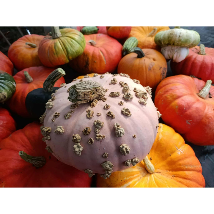 Courge Bio "Galeuse d'Eysins" (+-8kg)