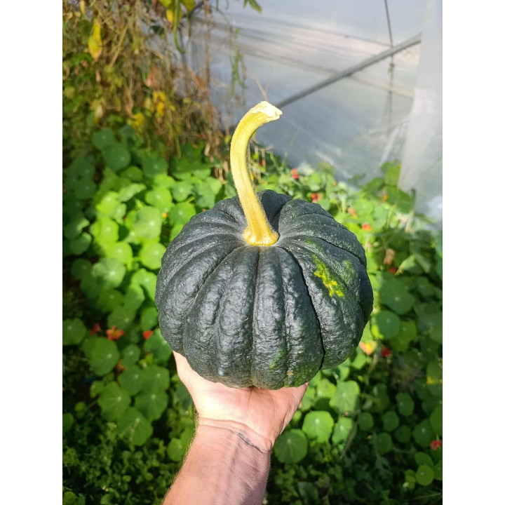 Courgeron Bio (+- 2kg)