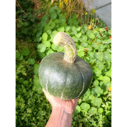 Potimarron Bio "Green Hokkaido" (+-2kg)