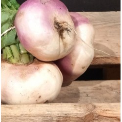 Navet vrac bio 1kg
