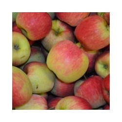 Pommes Zari bio 1kg