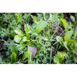 Mesclun Asiatique Bio (350gr)