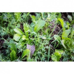 Mesclun Asiatique Bio (250gr)