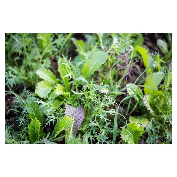 Mesclun Asiatique Bio (350gr)