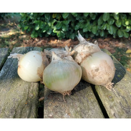 Oignon blanc 'Albion' / Witte ajuin 500g