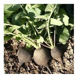 Radis Noir (+-400gr)