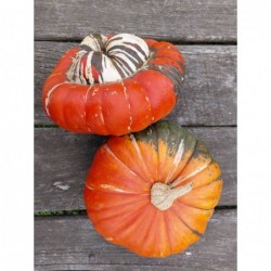 Courge Turban Sultan...