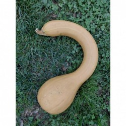 Courge d'Albenga (+-2kg)