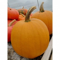 Courge Haloween (+-10kg)