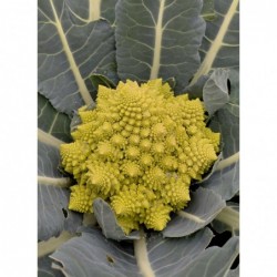 Chou romanesco (+-600gr)