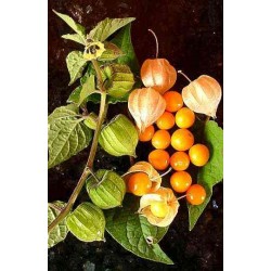 Physalis /Tomatille Bio...