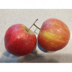 Pomme Rubinette petit...