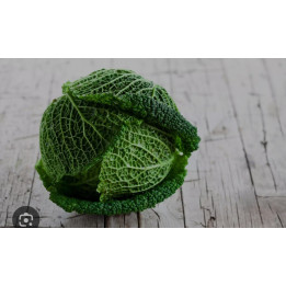 Chou vert petit bio