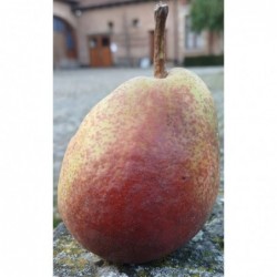Poires Rustique bio
