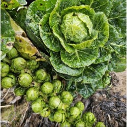 Chou de bxl  bio 1kg