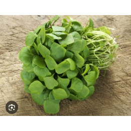 Pourpier BIO 