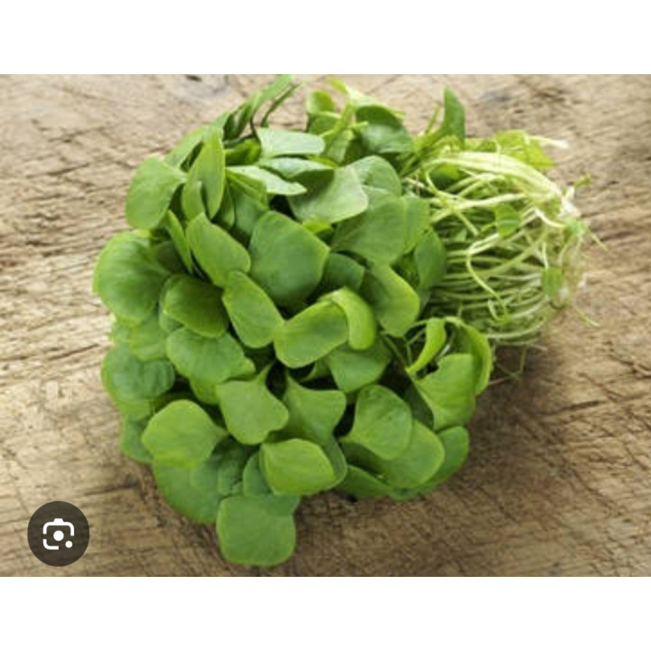 Pourpier BIO 