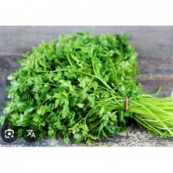 Cerfeuil bio