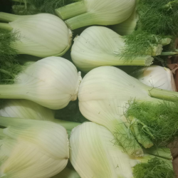 Fenouil - pcs - bio IT