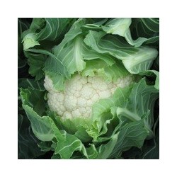 Choufleur Bio (+-800gr)