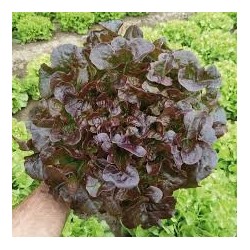 Laitue Feuille de Chêne Rouge