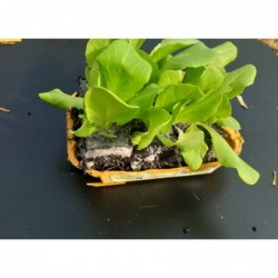 6 plants de salades pommée...