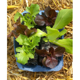 6 plants de salades en mélange bio